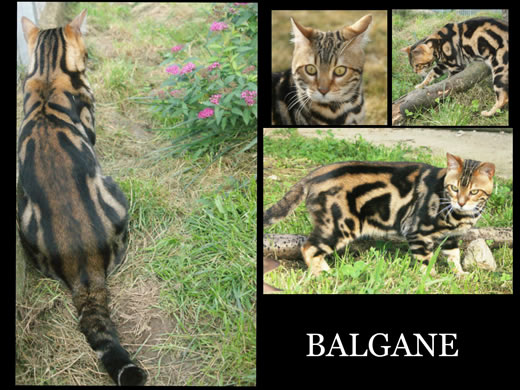 CHAT BENGAL MARBRE